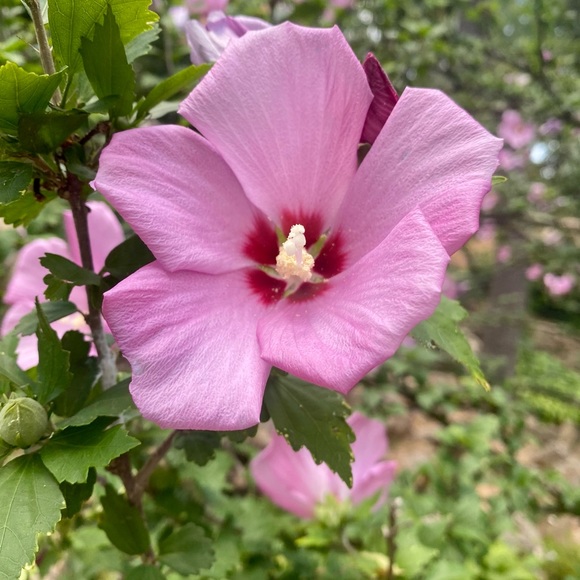 Meet the Posher Other - Meet your Posher, Melissa